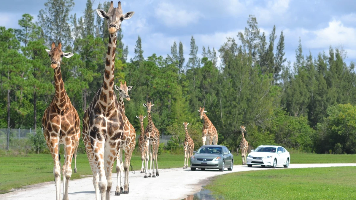 Safari en el país de los leones en Miami