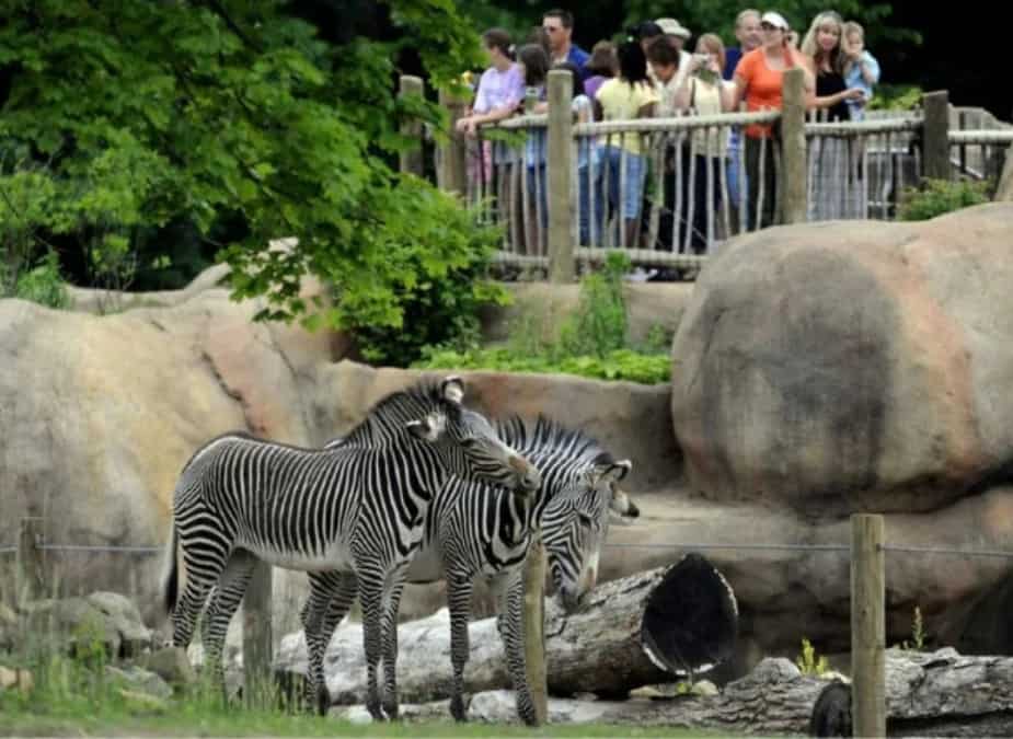 Peoria Zoo tickets, prices, what to expect, timings animal exhibits