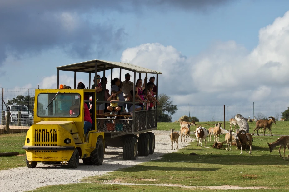 drive thru safari franklin