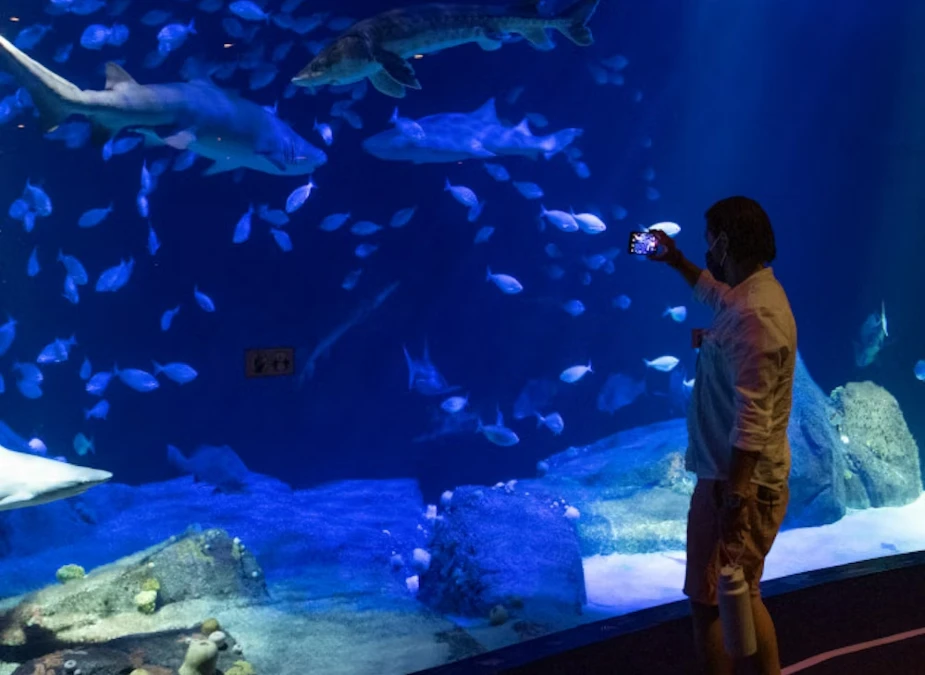 Brooklyn Cyclones - New York Aquarium