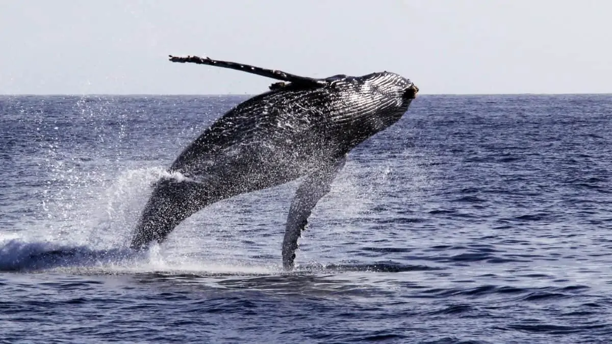 Whale watching in San Diego