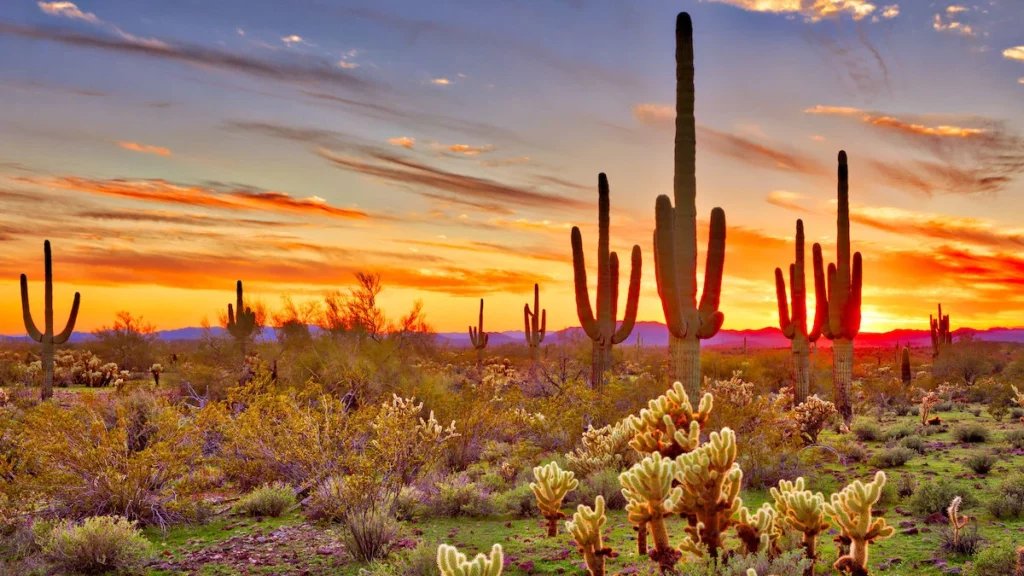 Sonoran Desert Tours from Phoenix Sonoran Desert Tours from Phoenix