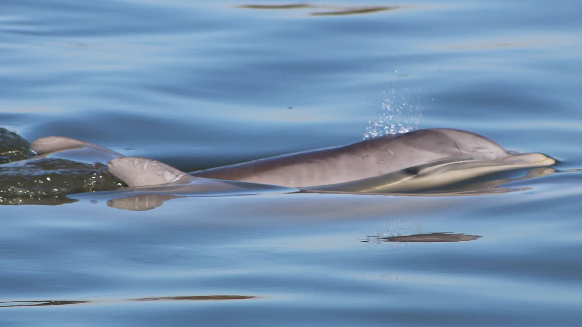 Charleston Dolphin Tours – tickets, prices, timings, what to expect