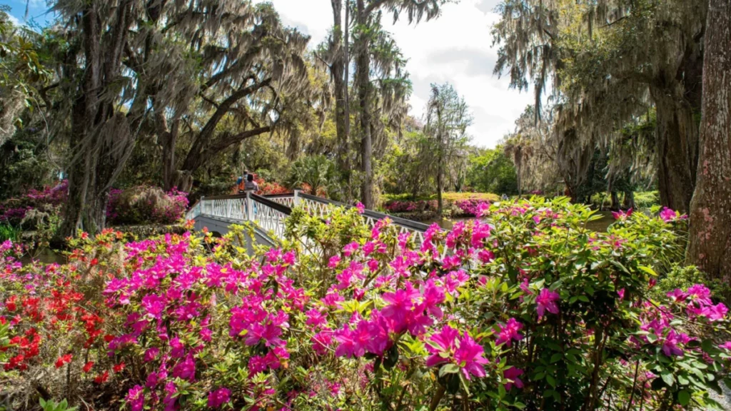 Charleston Magnolia Plantation