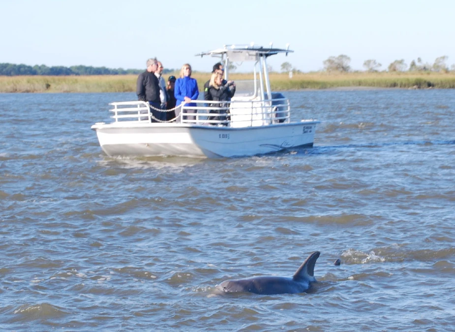 Charleston Dolphin Tours – tickets, prices, timings, what to expect