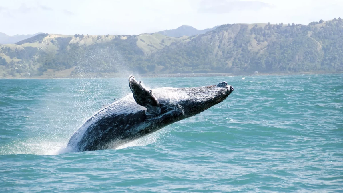 Whale Watching in Hawaii