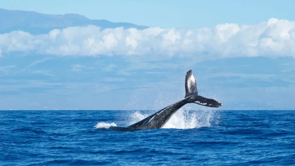 Whale watching cruise in Maui