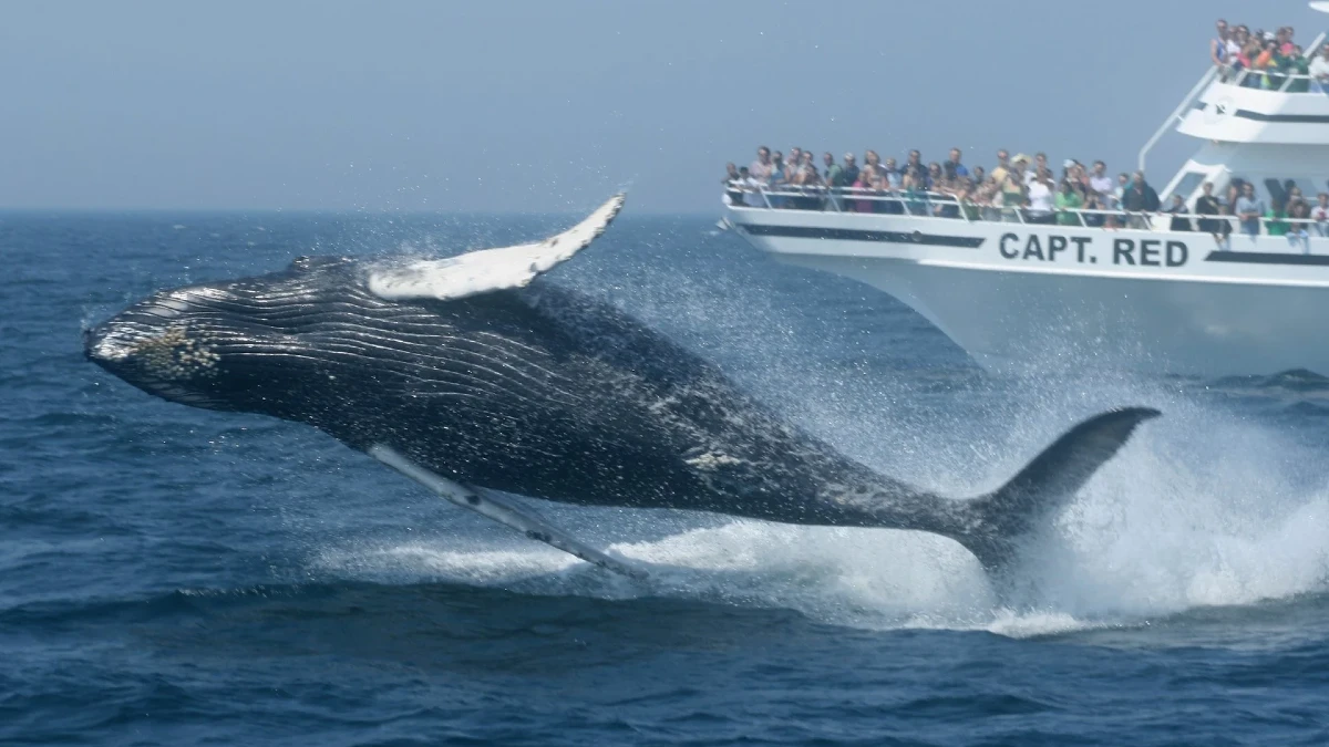 Whale Watching in Boston