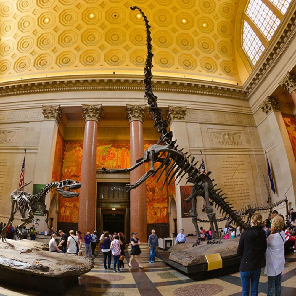Barosaurus and Allosaurus at AMNH New York