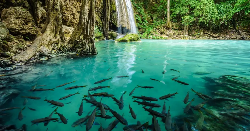 Fishes in the falls at the Erawan Park
