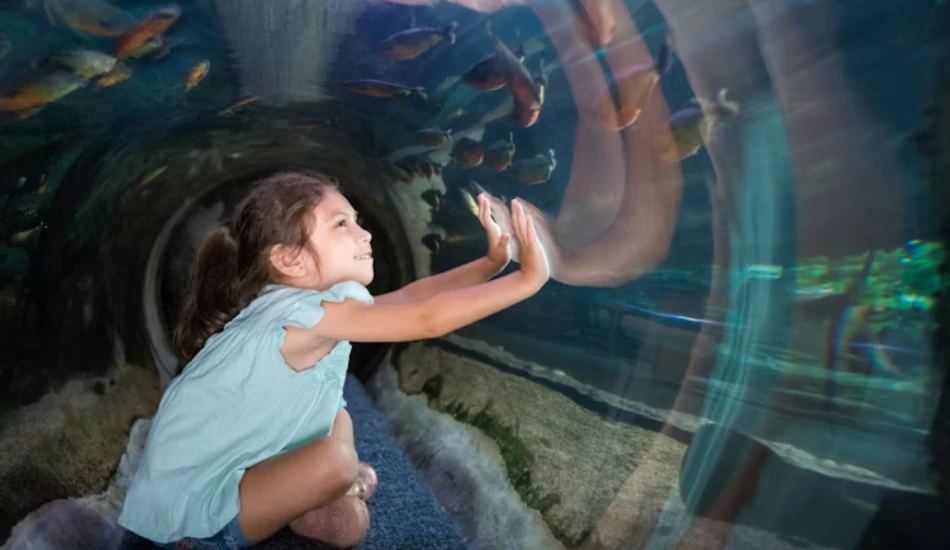 Visitors watching the sea lions swim at the Galapagos Islands exhibit in Houston Zoo
