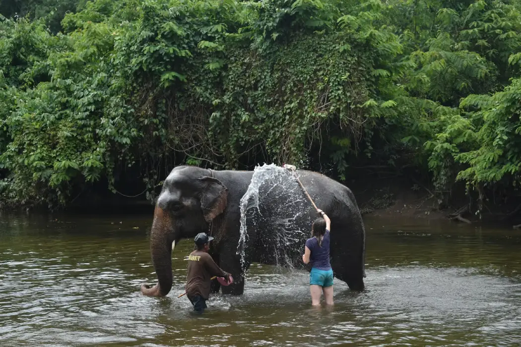 A person helping to bathe an elephant in a river with a handler