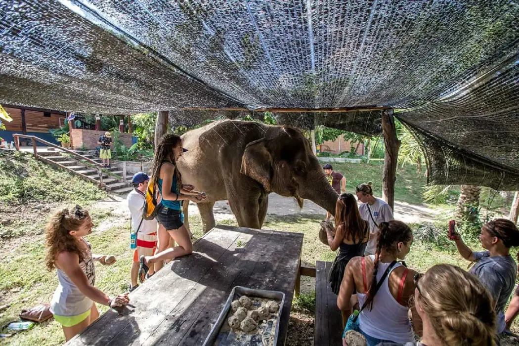 A group of tourists surrounding an elephant while it interacts with them in an elephant sanctuary