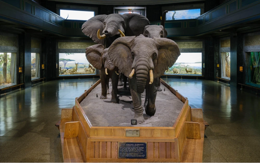 Elephants at Akeley Hall of AMNH