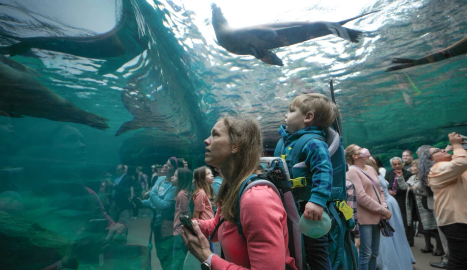 A little girl watching the piranhas in the exhibit.