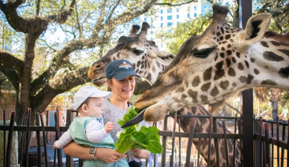 A woman feeding crunchy leaves to the Masai Giraffe from the platform