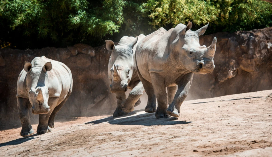 Three southern white rhinoceroses running about in their habitat