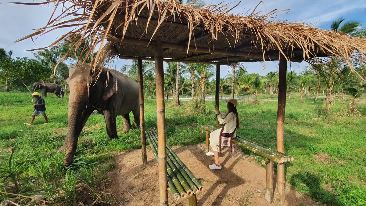 A woman feeding an elephant during an interaction at the elephant sanctuary